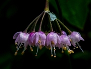 Nodding Onion, Allium cernuum